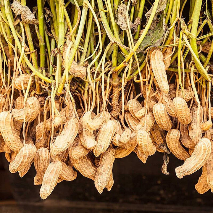 Peanut Plant Seeds for Garden Planting - 100 pcs