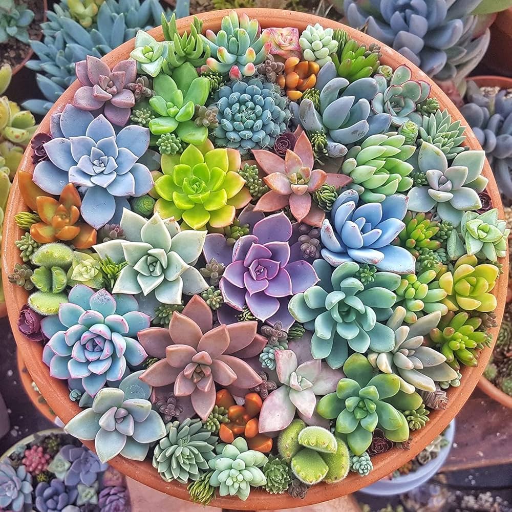 bonsai flower flower seeds
