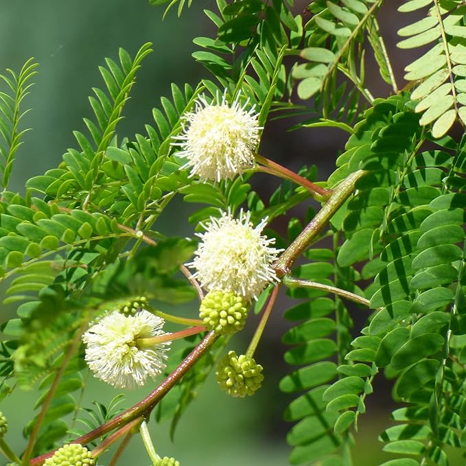 White Tamarind Fruit Seeds Leucaena Leucocephala Drought Tolerant Edible Fast Growing Evergreen Tropical Shrub Self