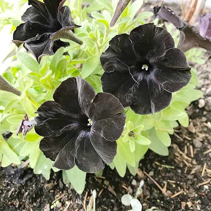 Black Petunia Flower Seeds for Garden Planting - Heirloom, NON-GMO Seeds - Easy to Grow Blooms