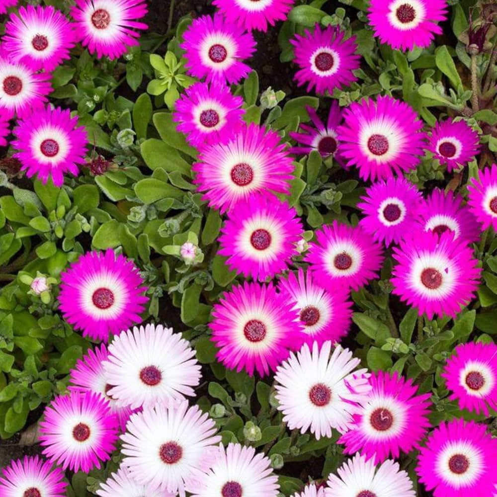 ice flower flower seeds