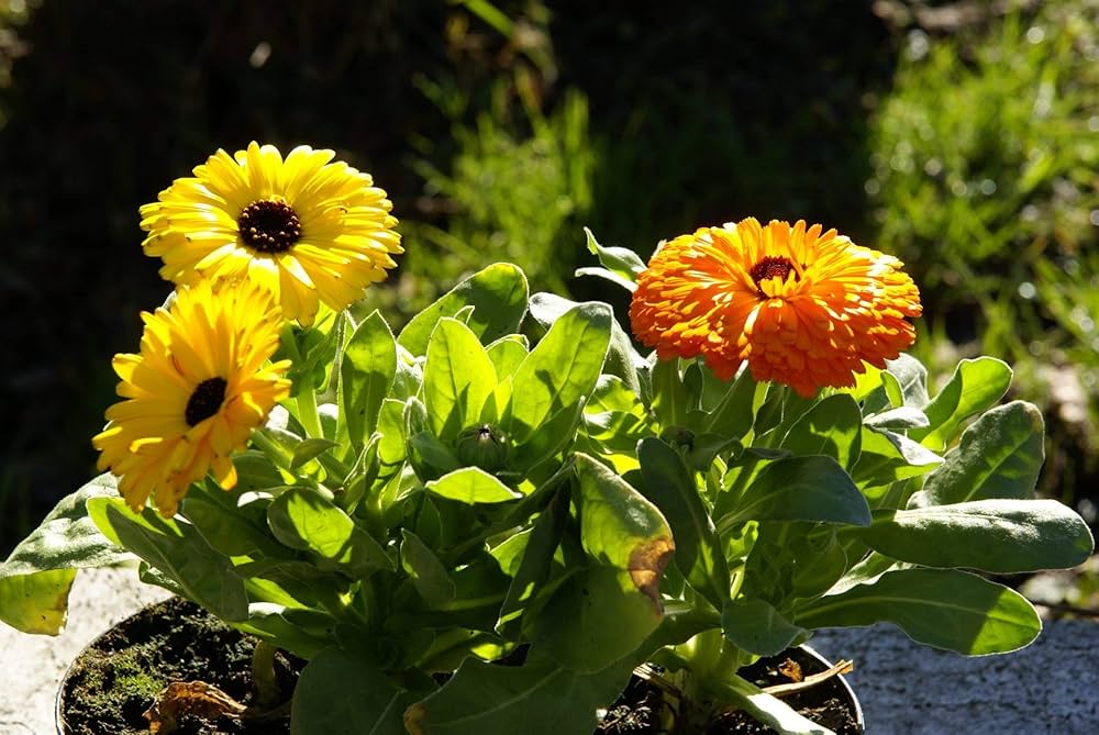 Calendula Fiesta Gitana Mixed Kitchen Garden Flower Seeds Home Garden Planting, Lush