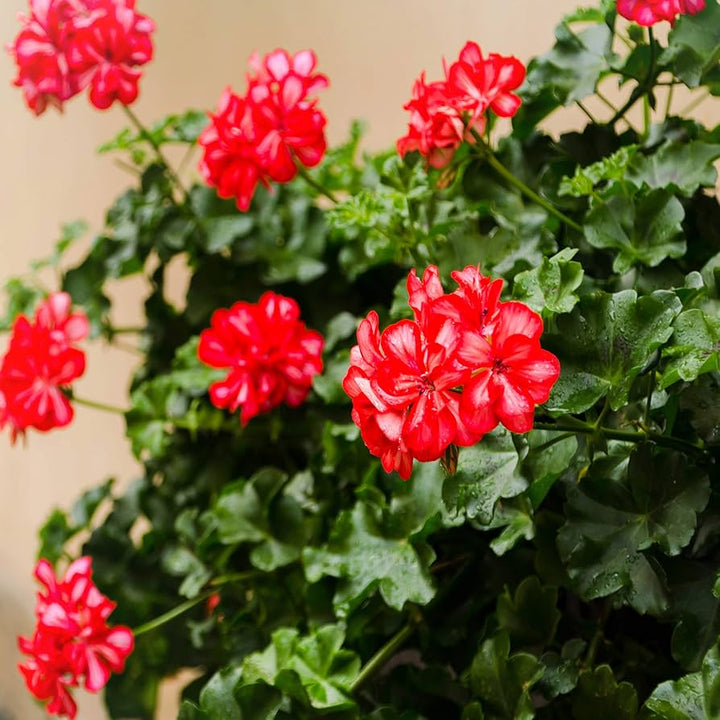 Friske Geranium Pelargonium frø til udplantning, Rød hvid 100 stk