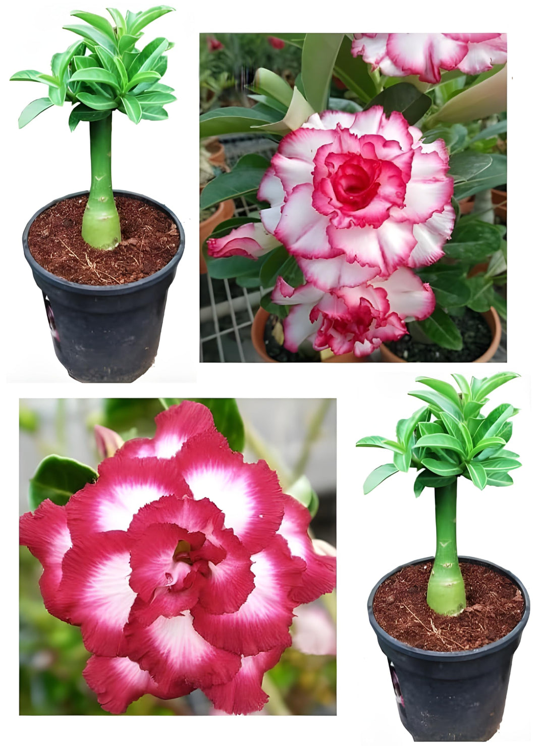 feng wu flower seeds