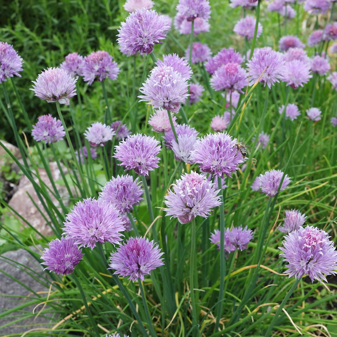 heirloom schoenoprasum flower seeds