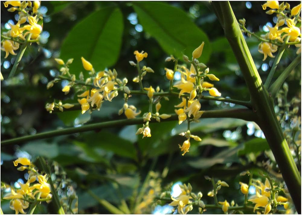 yellow hevea flower seeds