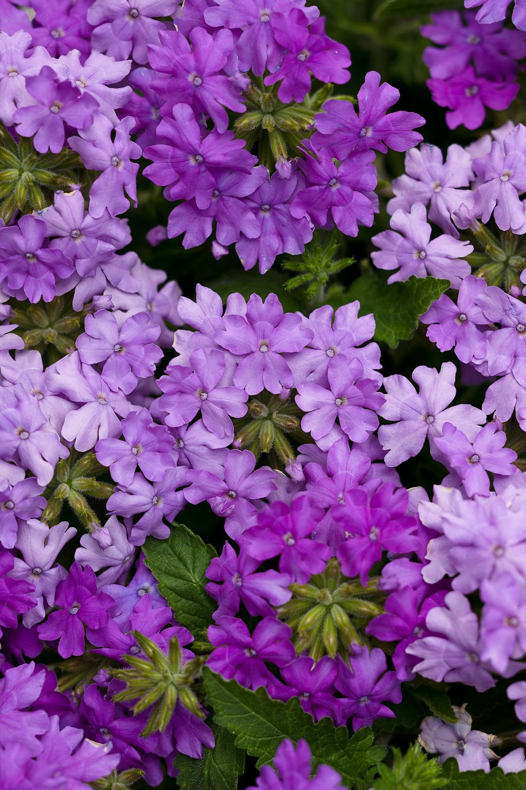 verbena butterfly flower seeds