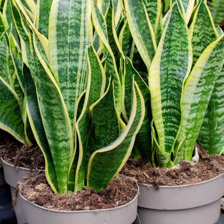 Green Snake Plant Seeds for Planting - 100 pcs