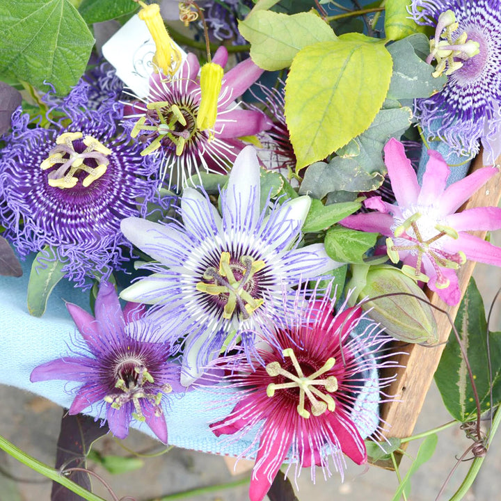 Passion Flower Seeds for Planting - Mixed Colors 100 pcs