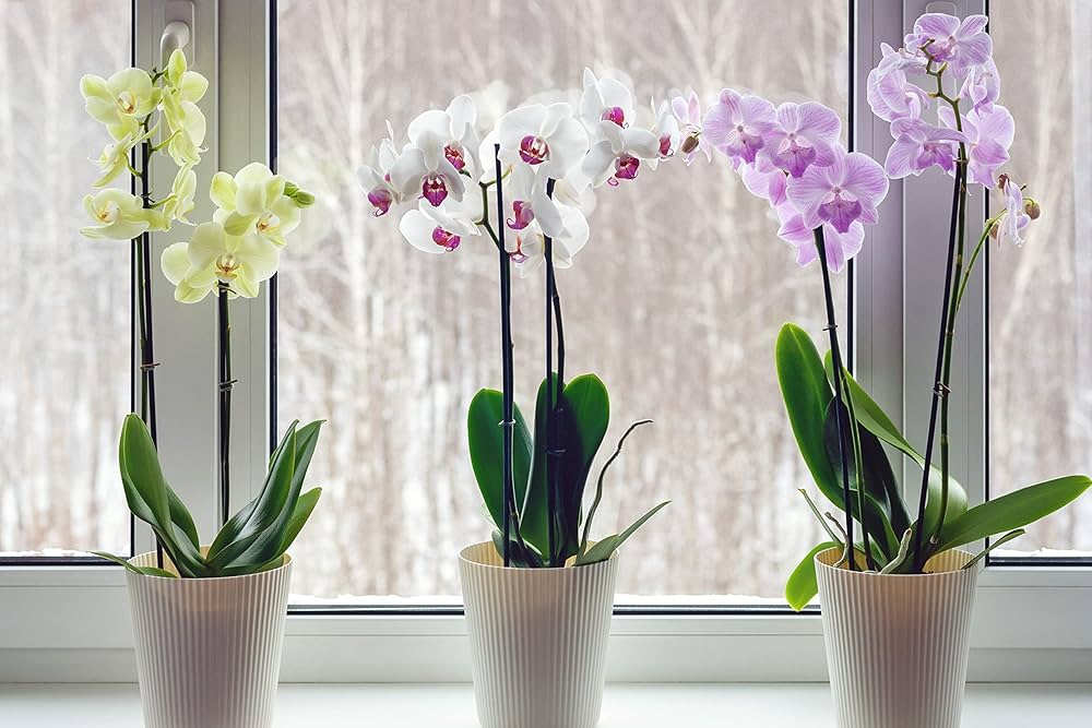 orchid for flower seeds
