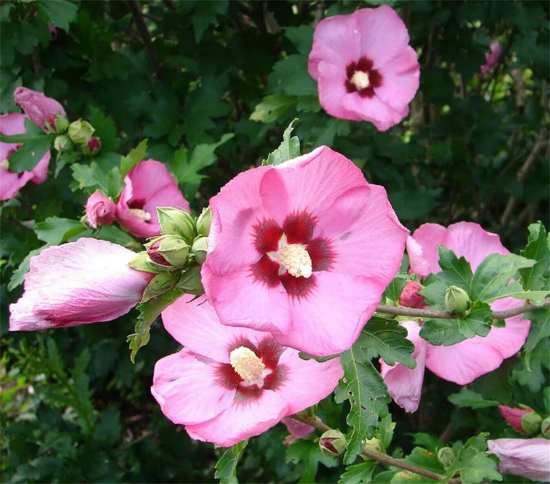 Sharon Hibiscus Flower Seeds for Planting – Heirloom Non-GMO Flower Seeds | High Germination