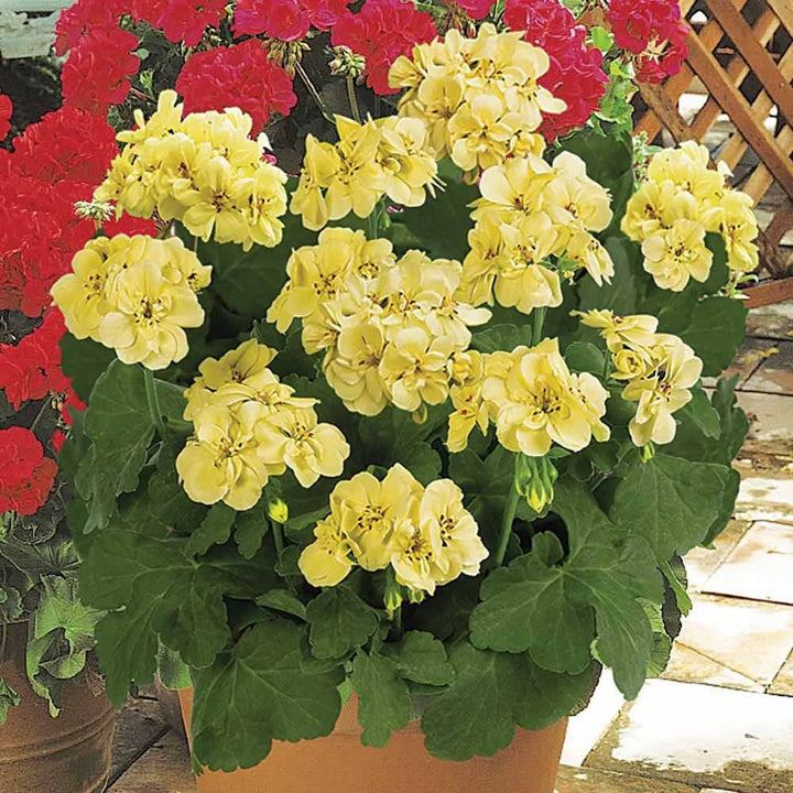 Yellow Univalve Geranium Flower Seeds for Planting 100 pcs