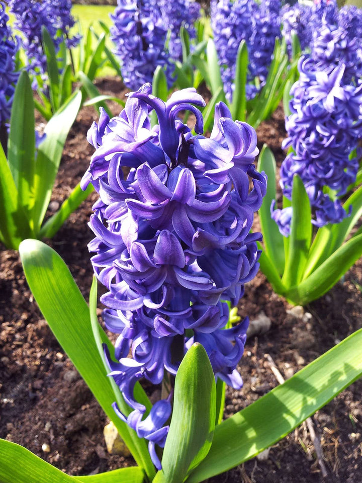 Dybblå Hyacinthus Orientalis Blomsterfrø til udplantning, 100 stk