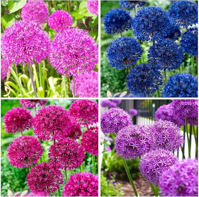 exotic giant flower seeds