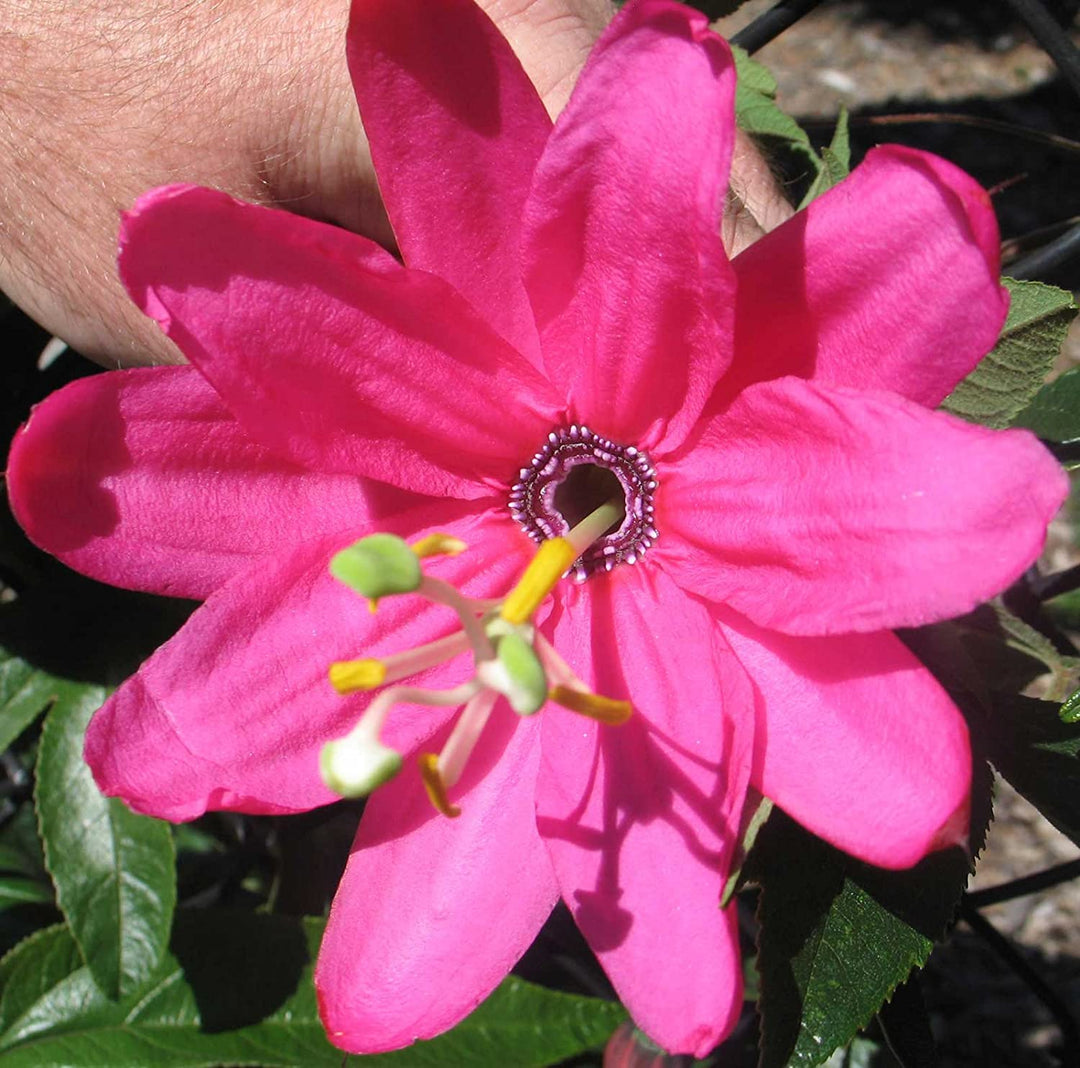 Pink Mollissima blomsterfrø til udplantning, 100 stk