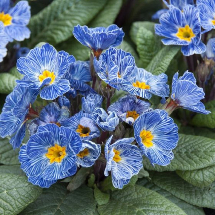 Fresh Primula Flower Seeds for Planting, Light Blue 100 pcs