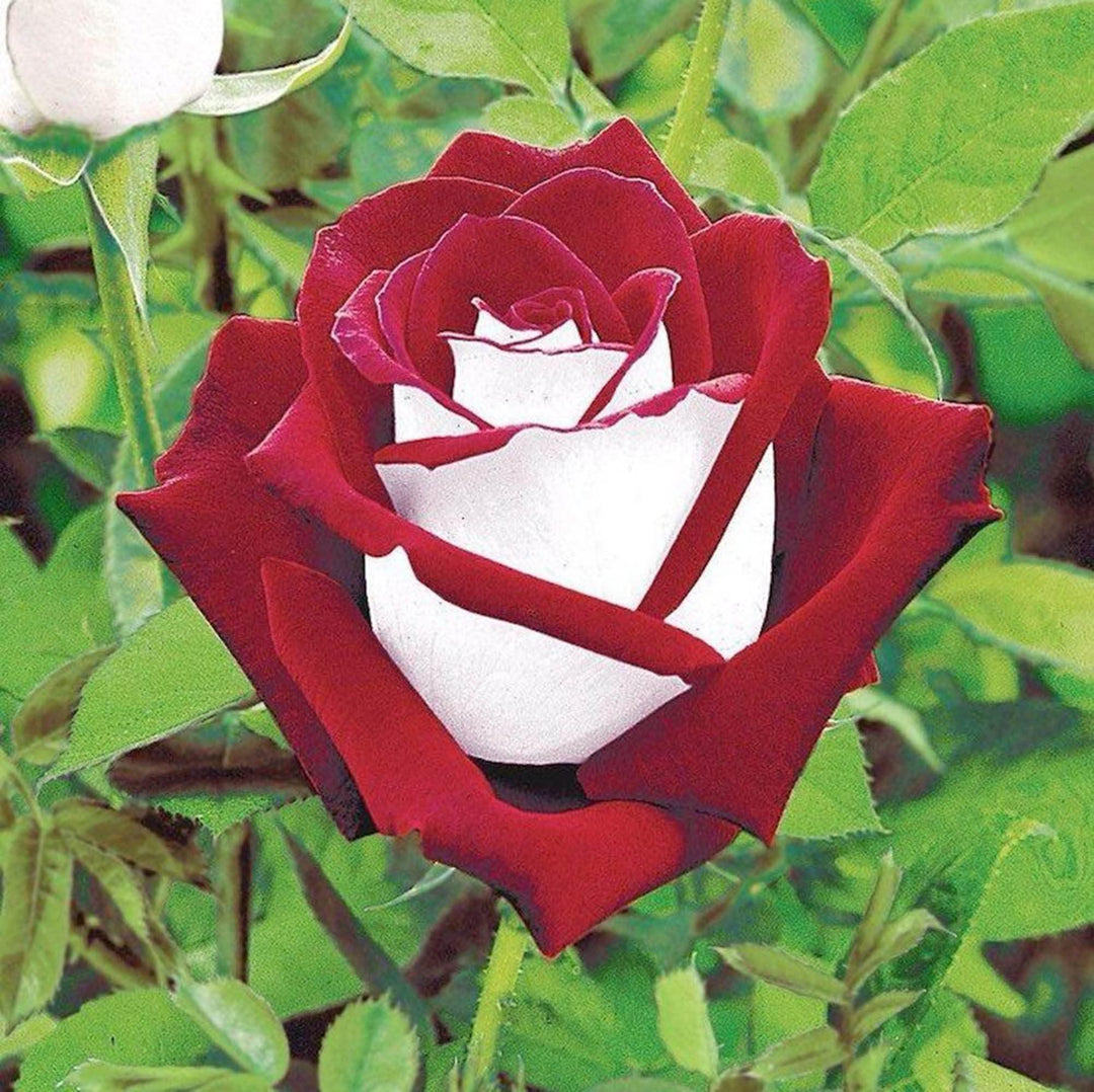 Thick Pale Pink Osiria Rose Flower Seeds for Planting - 100 pcs