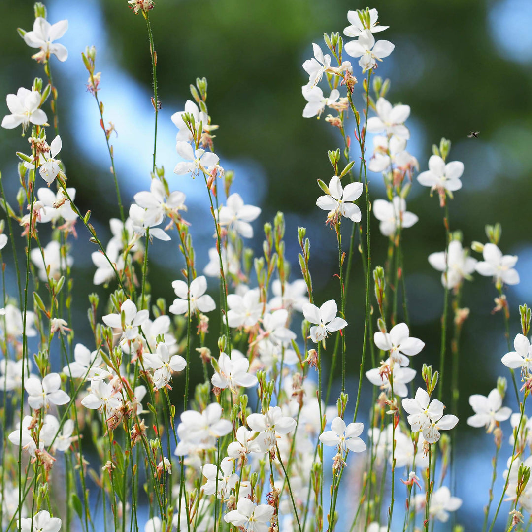 gaura gaura flower seeds