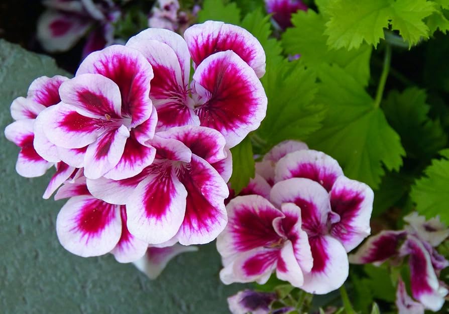 Geranium Røde Hvide Blomsterfrø til Plantning 100 stk