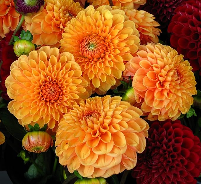 orange organic flower seeds