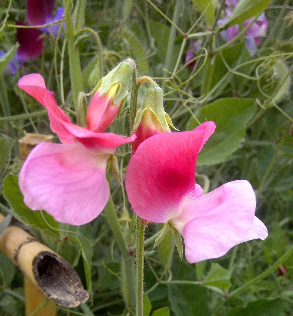Heirloom Non-GMO Pink Sweet Pea Flower Seeds