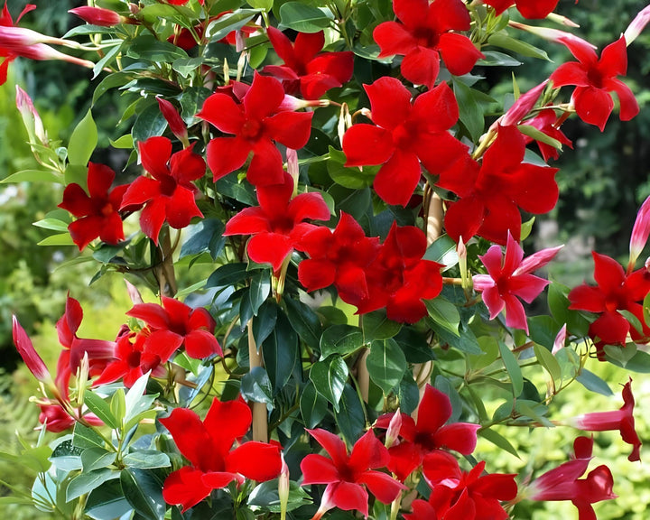 Red Mandevilla Flower Seeds for Planting – Vibrant Blooms, Heirloom Non-GMO Seeds