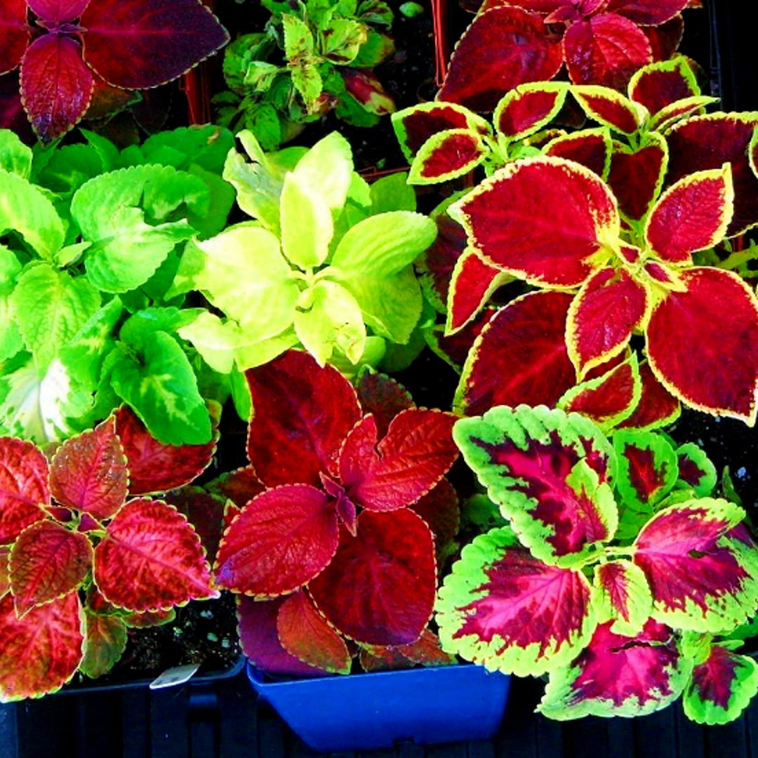 hellgelb rainbow flower seeds