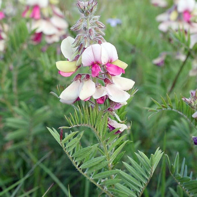 Goat's Rue Flower Seeds for Planting – Heirloom Non-GMO Seeds, Fragrant Pollinator-Friendly Blooms, High Germination