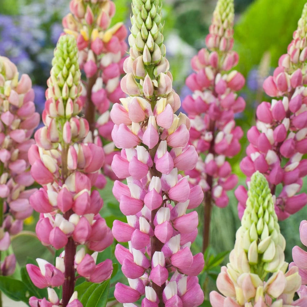 Heirloom Non-GMO Light Pink Lupine Flower Seeds for Garden Planting