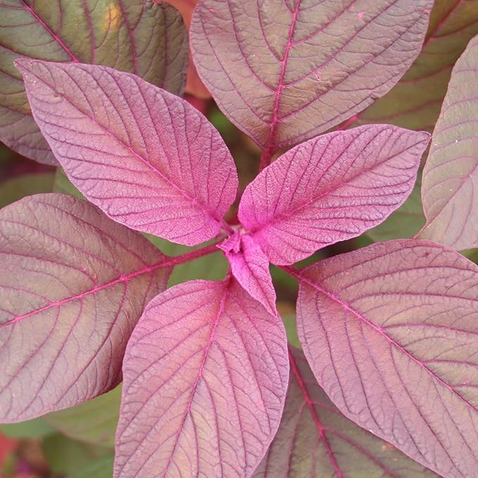 Amaranth Red Leaf Seeds for Planting – Heirloom, Fast-Growing, High-Yield Greens