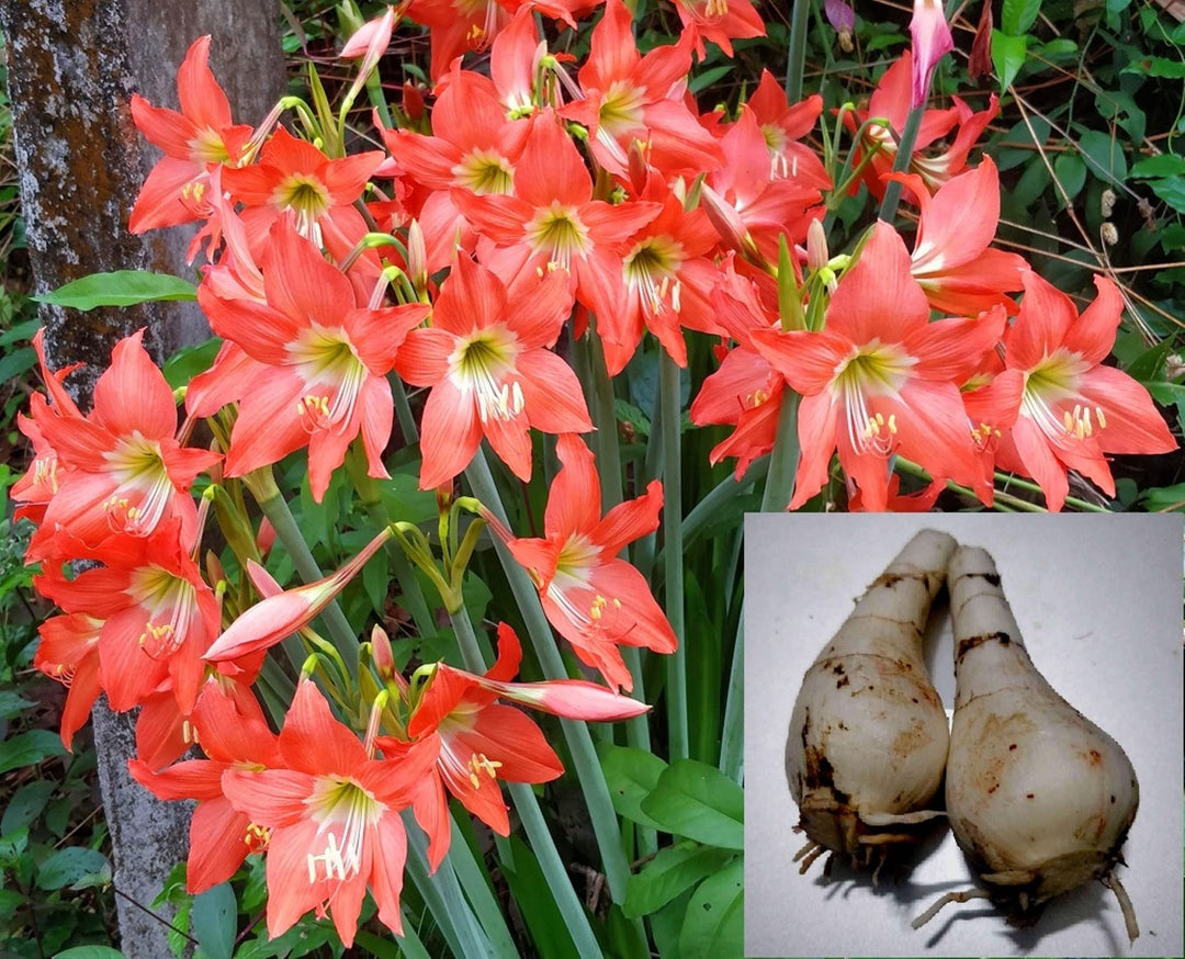 hippeastrum barbados flower seeds