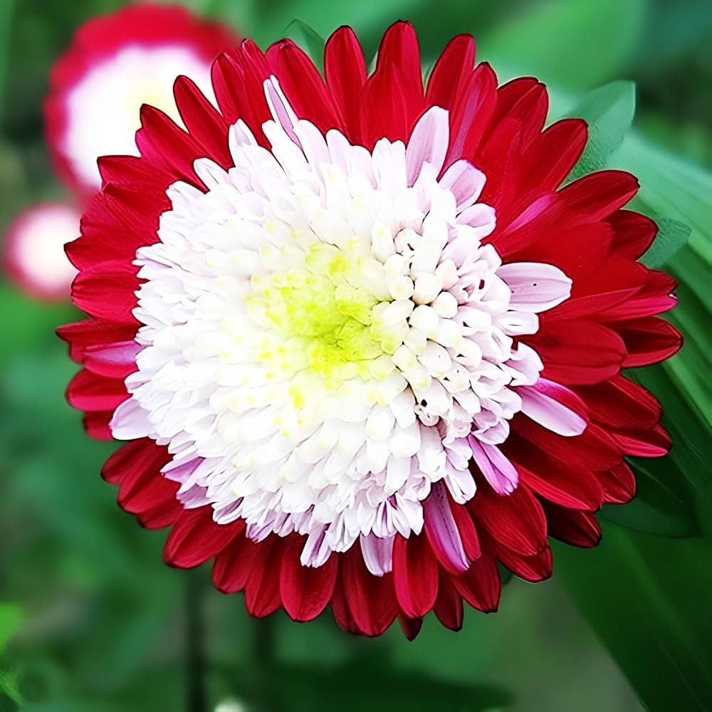red aster flower seeds