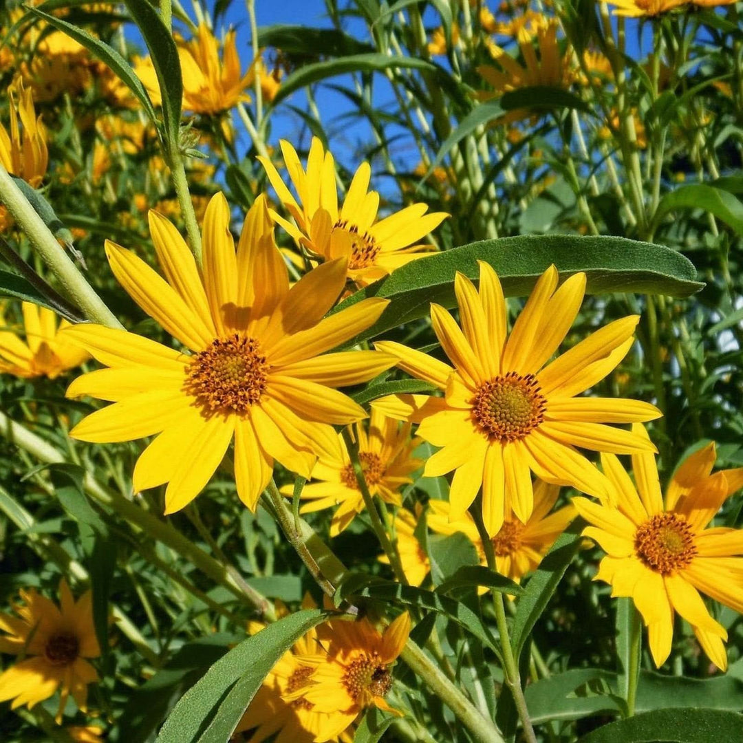 maximilian sunflower flower seeds