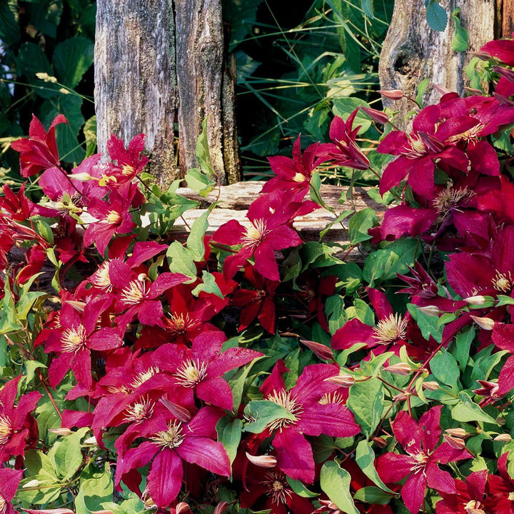 Heirloom Non-GMO Red White Clematis Flower Seeds for Planting – Vibrant Climbing Vine Garden Seeds