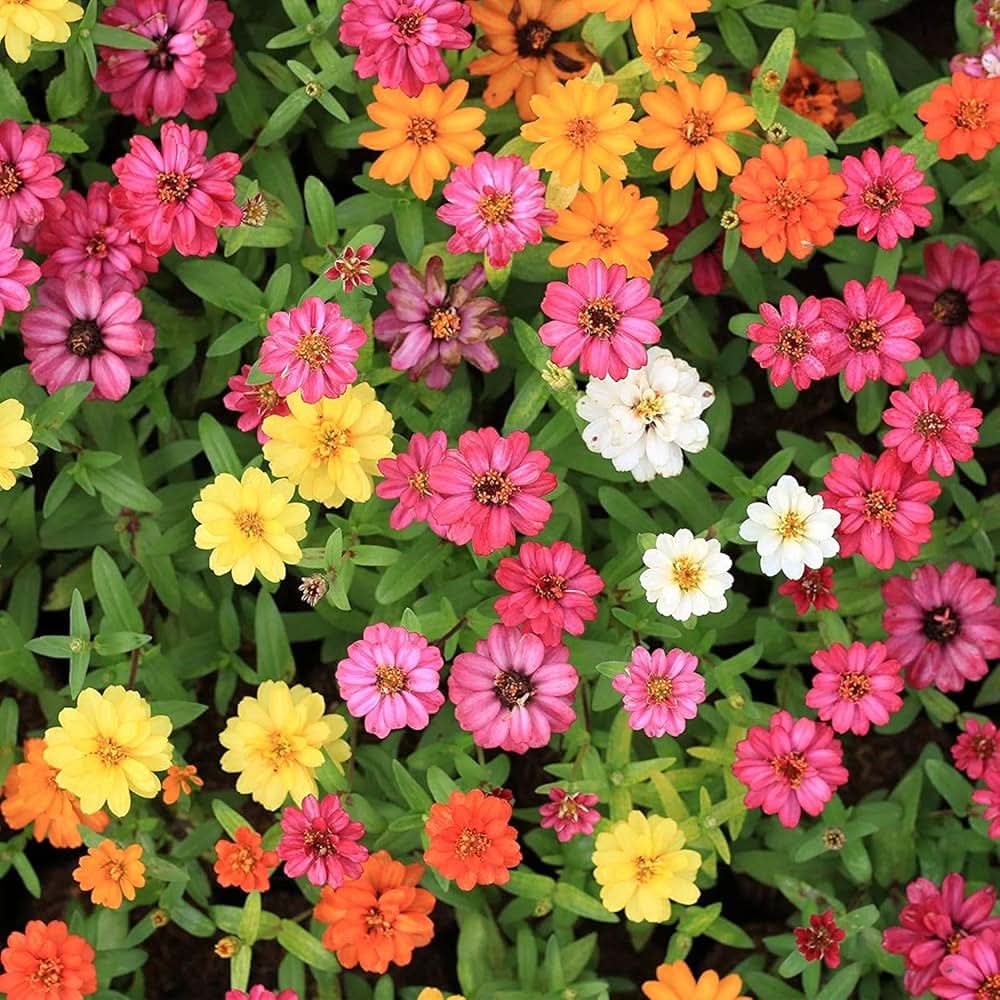 zinnia profusion flower seeds