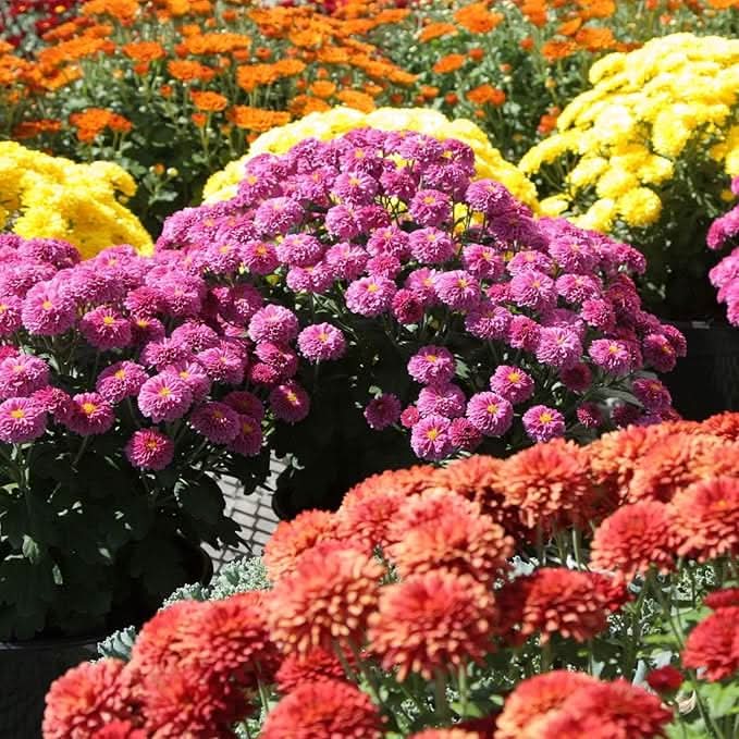 chrysanthemum mixed flower seeds
