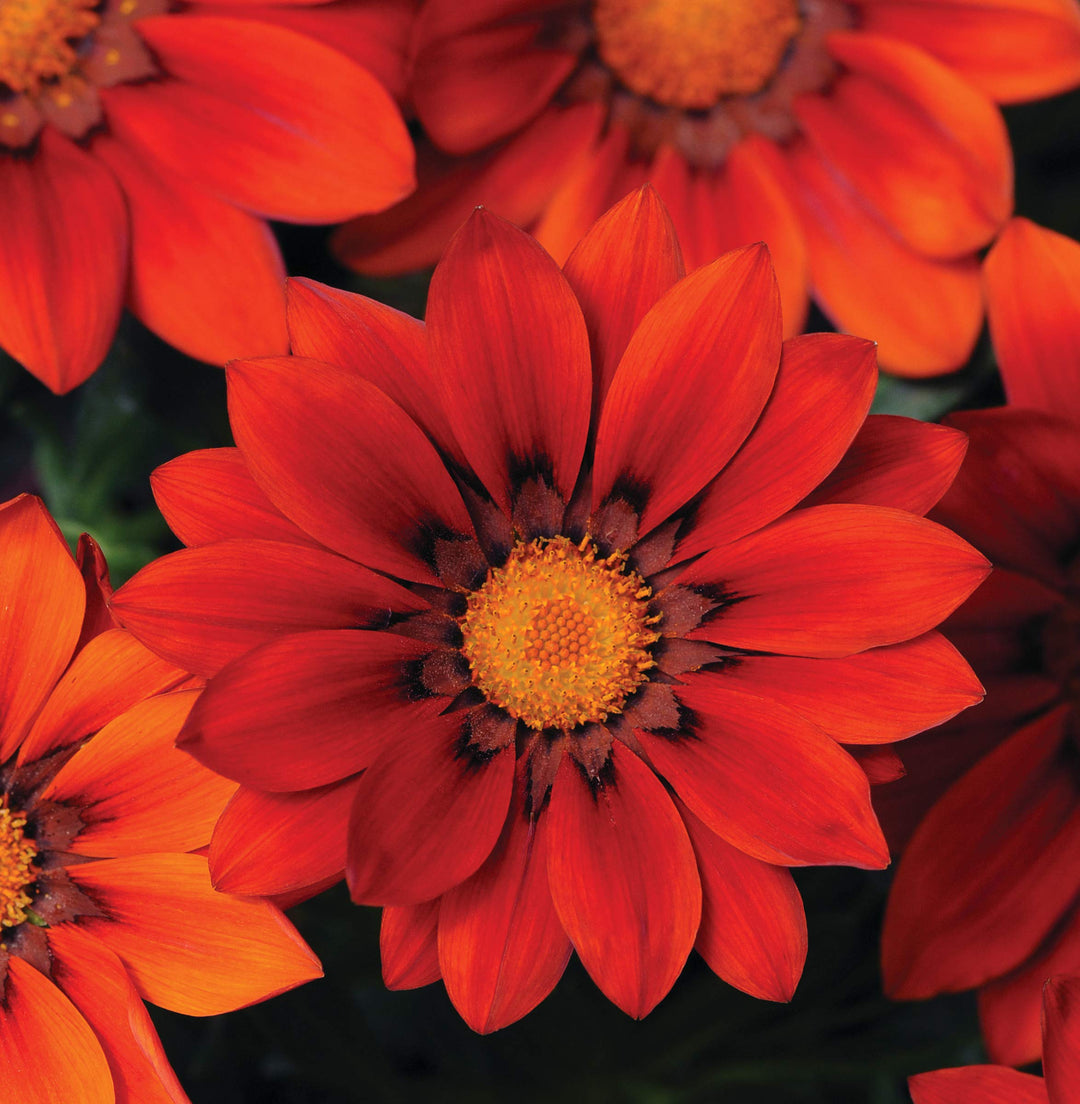 red red flower seeds