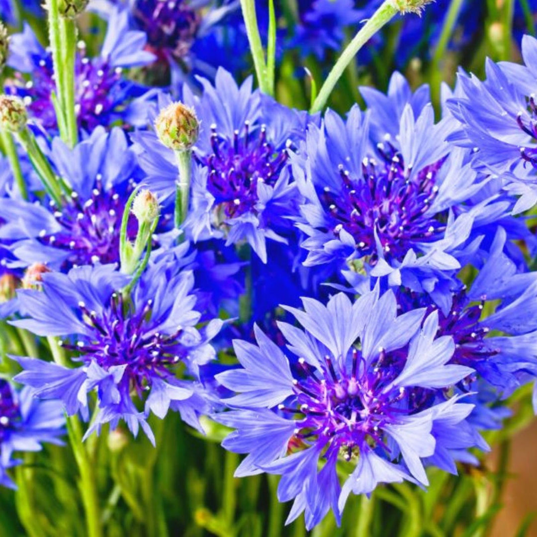 cornflower imperialis flower seeds