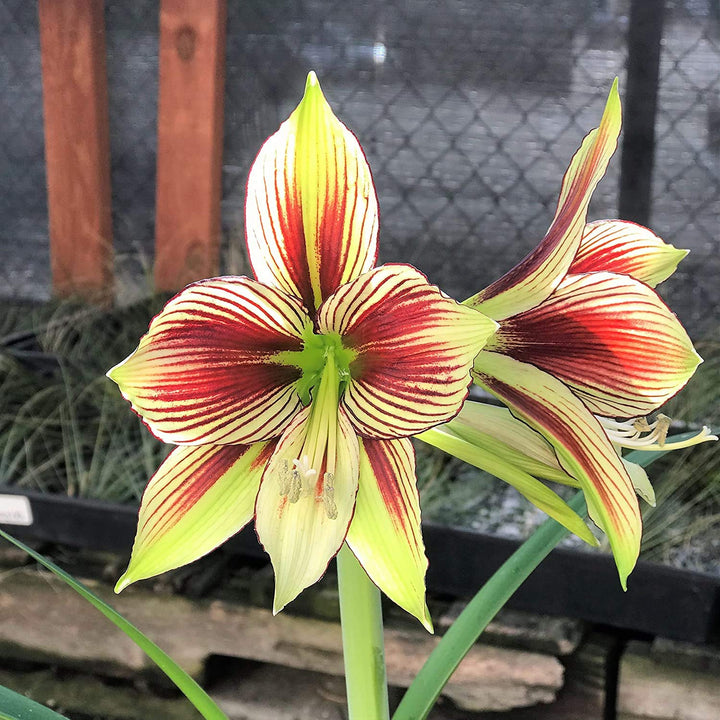 Lysegule Hippeastrum blomsterfrø til udplantning - 100 stk