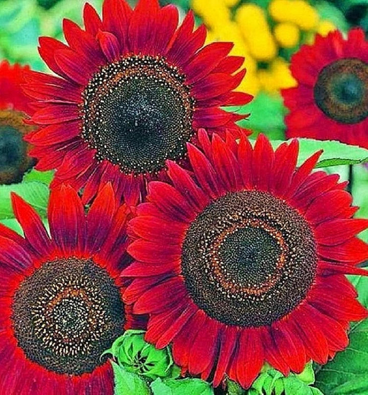 Velvet Queen Sunflower Flower Seeds for Planting Heirloom Non-GMO