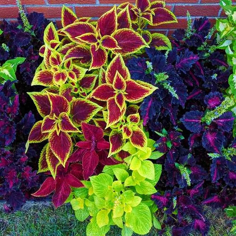 coleus rainbow flower seeds