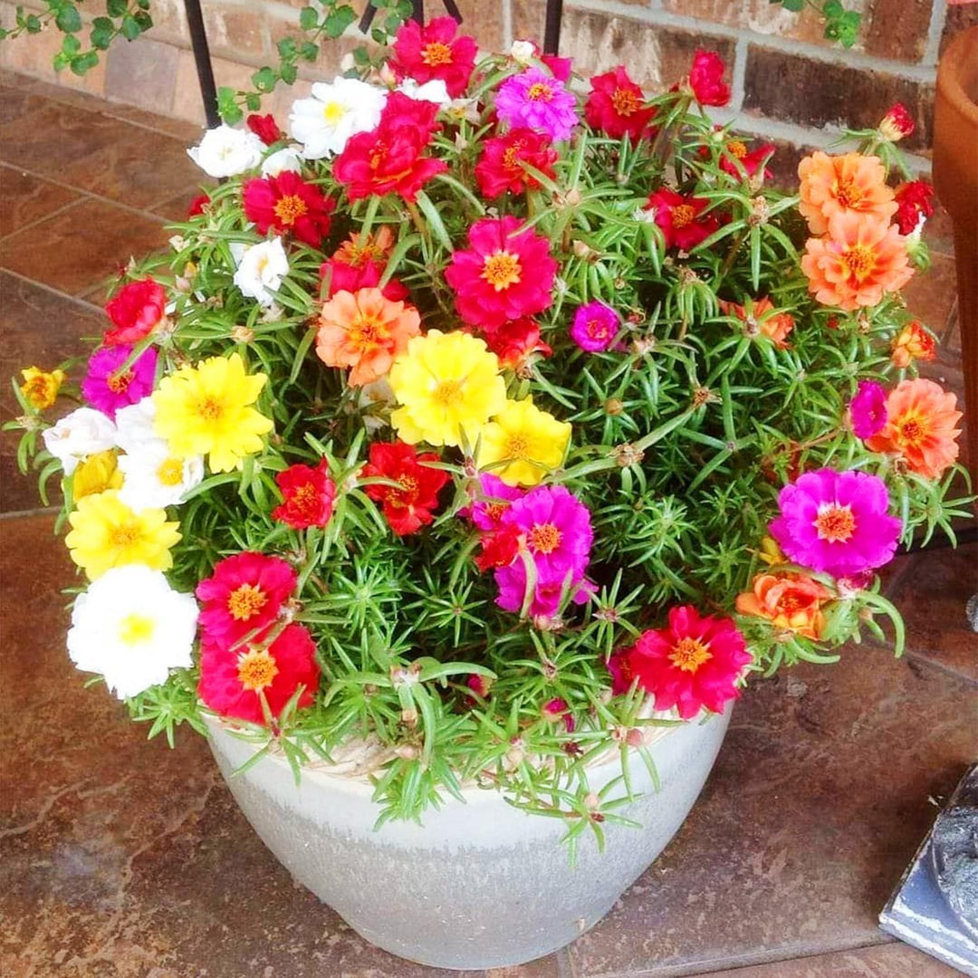 moss rose flower seeds
