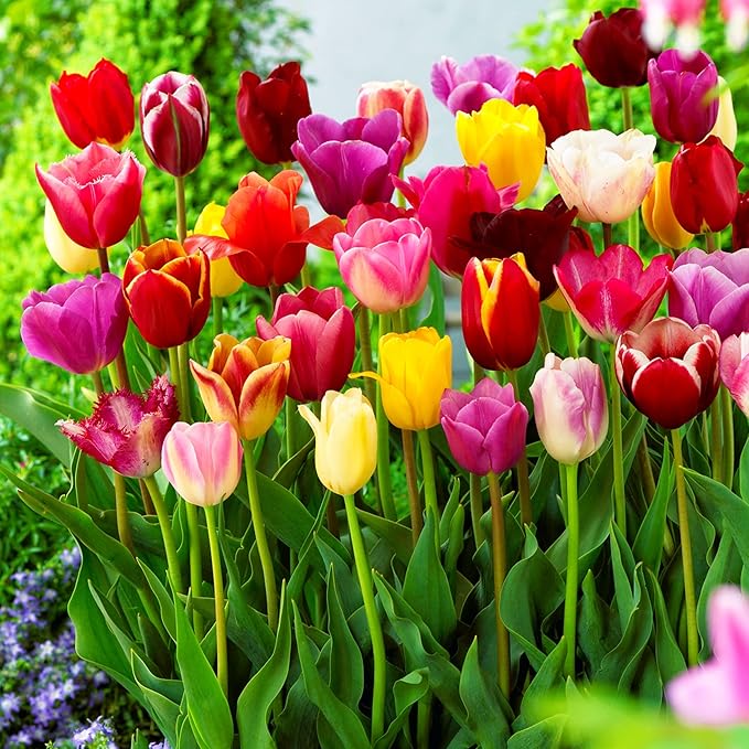 Heirloom Mixed Tulip Flower Seeds for Planting – Non-GMO, Vibrant Colorful Blooms