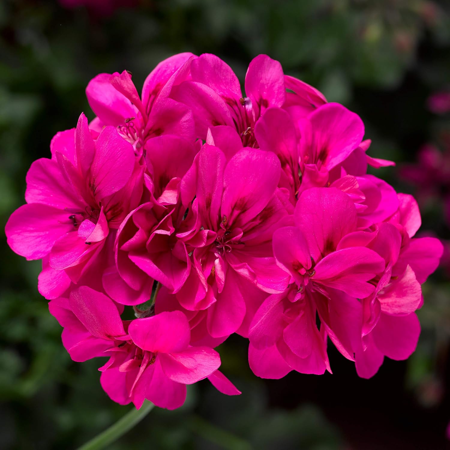 Pink Perennial Geranium Seeds – Heirloom, Non-GMO, Long-Lasting Blooms ...