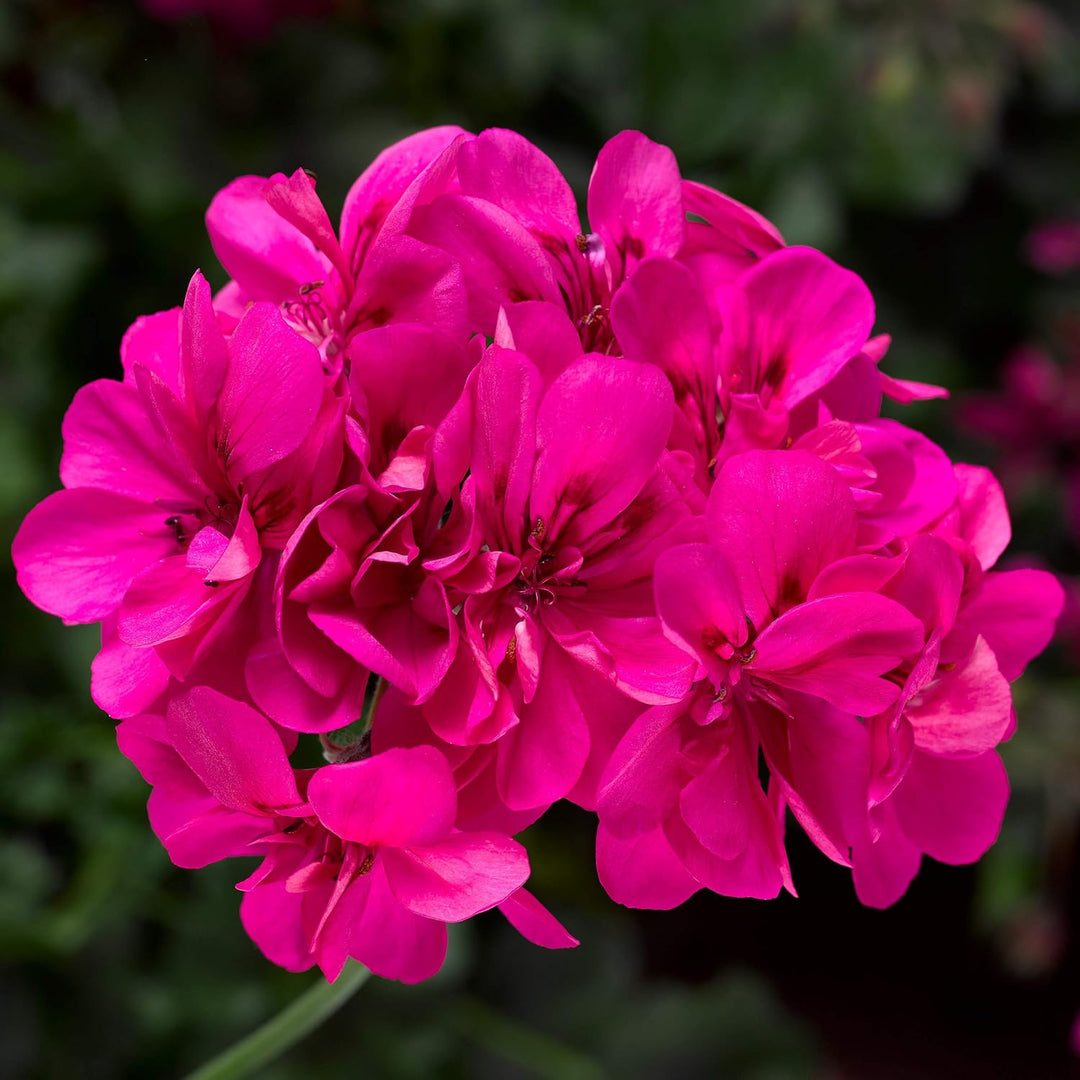 perennial geranium seeds Pink Perennial Geranium Seeds for Planting – Heirloom, Non-GMO, High Germination Organic Garden Seeds