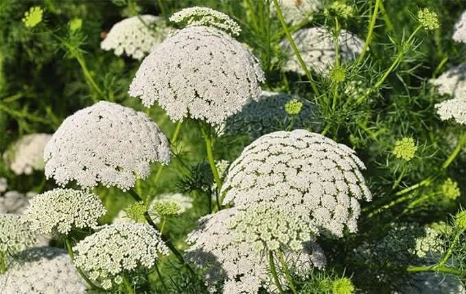 baby s flower seeds
