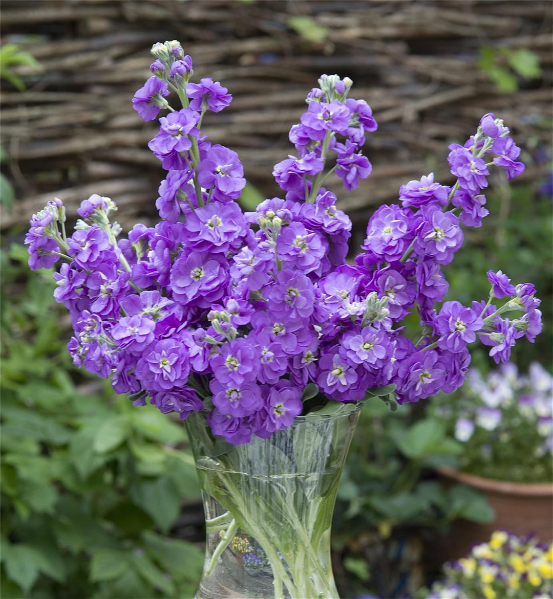 Matthiola Blomsterfrø til Plantning 100 stk