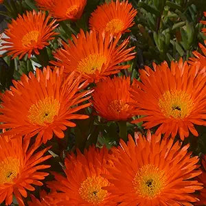 orange orange flower seeds