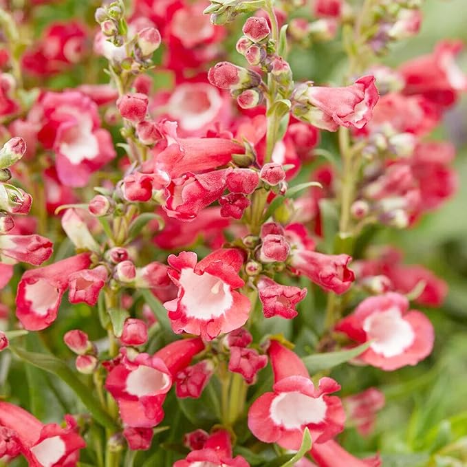 Organic Heirloom Red Penstemon Hartwegii Flower Seeds for Planting – Non-GMO Hummingbird Garden Blooms