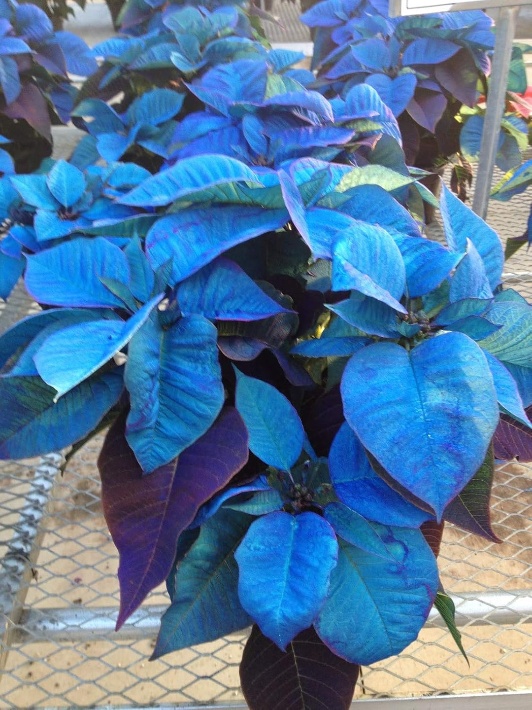 blue heirloom flower seeds